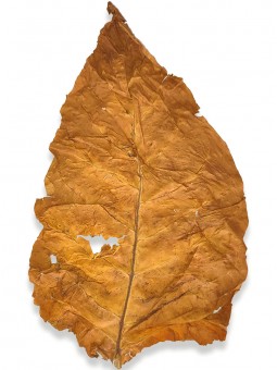 Feuille séchée de tabac brut et naturel Virginie Orange