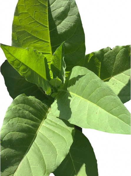 Plant de tabac BURLEY TENNESSEE issu de graines de tabac bio