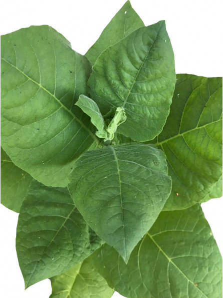 Plant de tabac VIRGINIE BLOND issu de graines de tabac bio