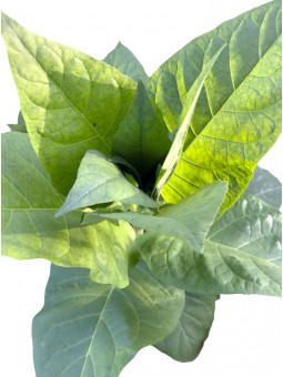 Plant de tabac ORIENTAL SAMSOUN issu de graines de tabac bio