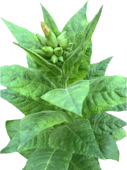 Plant de tabac LATAKIA issu de graines de tabac bio