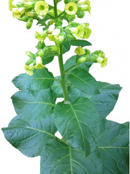 Plant de Guarijio Makuchi (Rustica) issu de graines de tabac