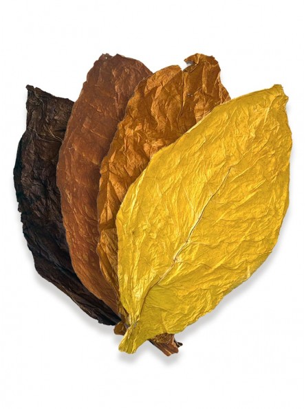 Mélange « AMERICAN ALL-IN » de feuilles de tabac Virginie, Burley, Oriental Samsoun et Kentucky
