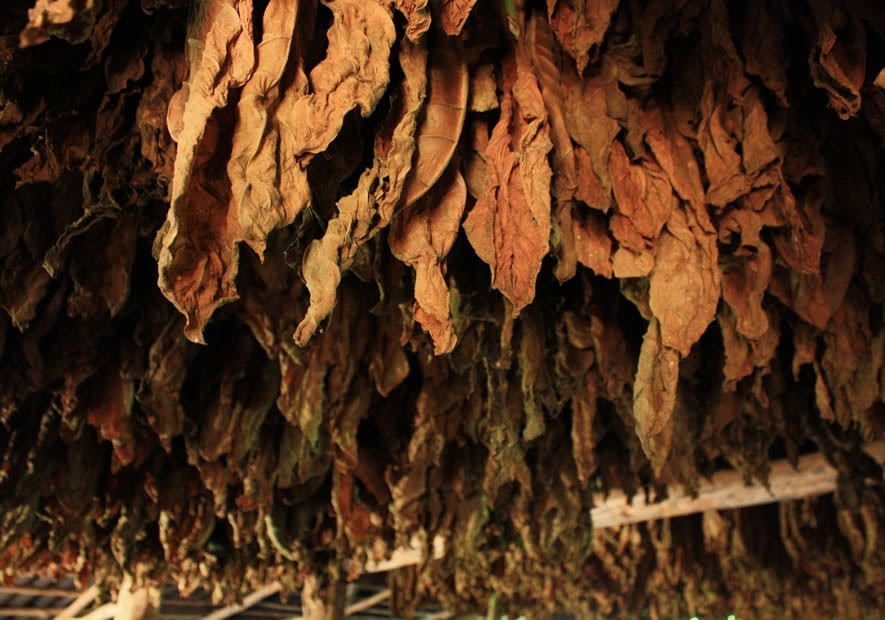 Le séchage des feuilles de tabac Le séchage des feuilles de tabac