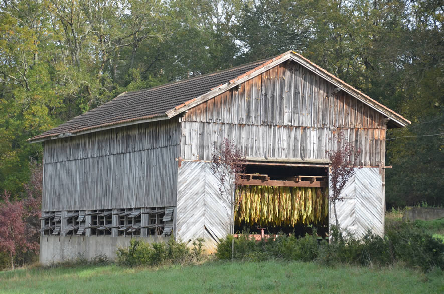 Séchage à l'air de feuilles de tabac dans une grange en Dordogne