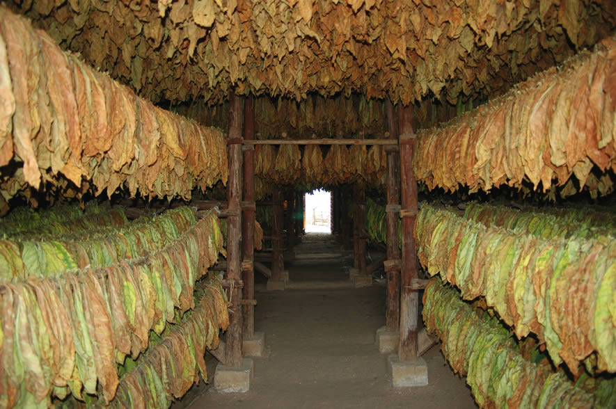 Séchage à l'air de feuilles de tabac dans une grange à Pinar Del Rio