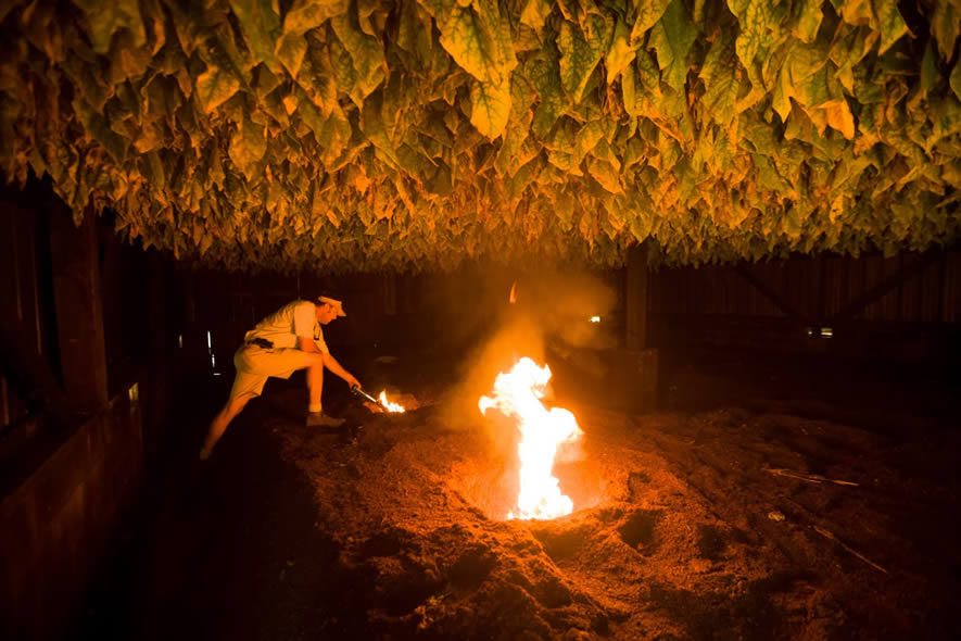 Séchage au feu de feuilles de tabac