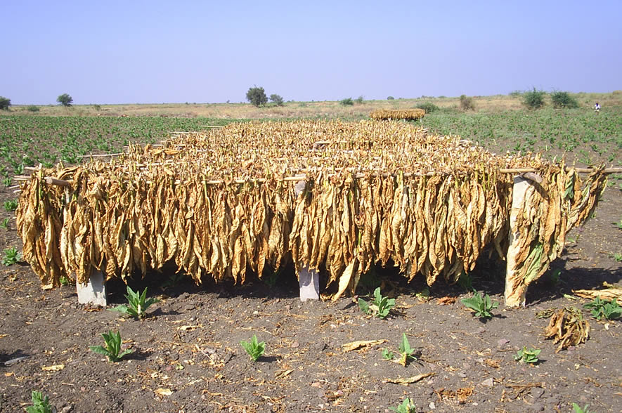 Séchage au soleil de feuilles de tabac