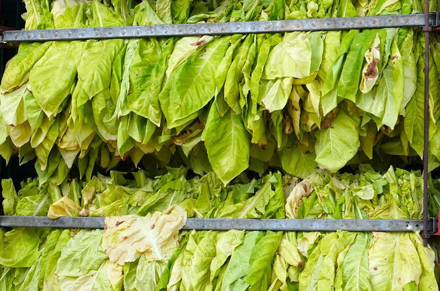 Feuilles de Virginie prêtes à être séchées